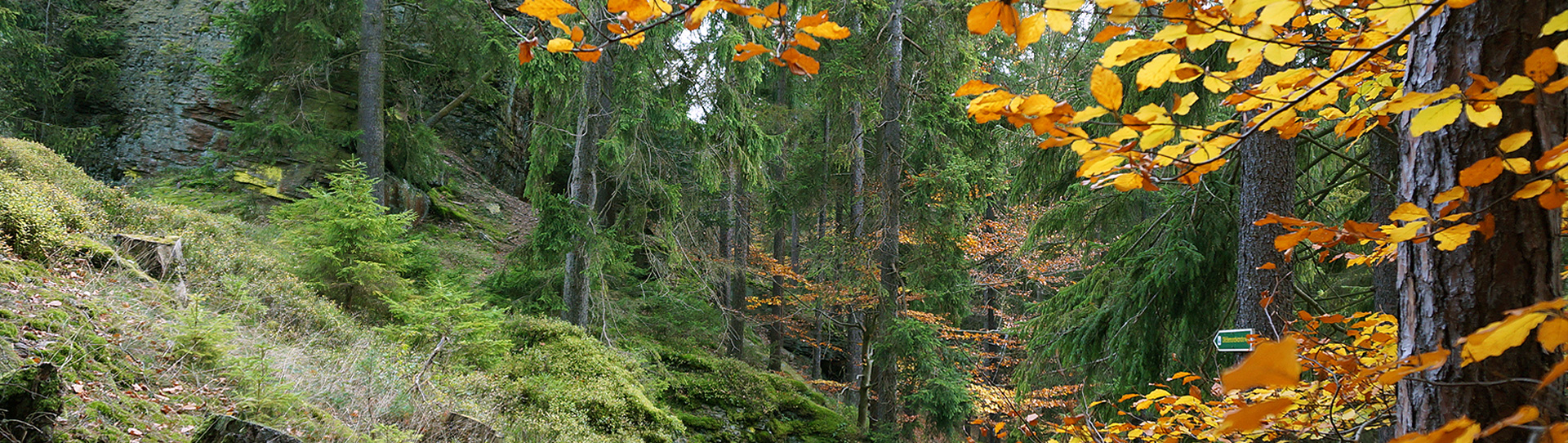 Forstlichwirtschaftliche Nutzung der Thüringer Wälder stärken!